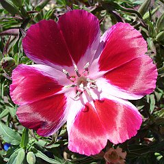 clarkia amoena